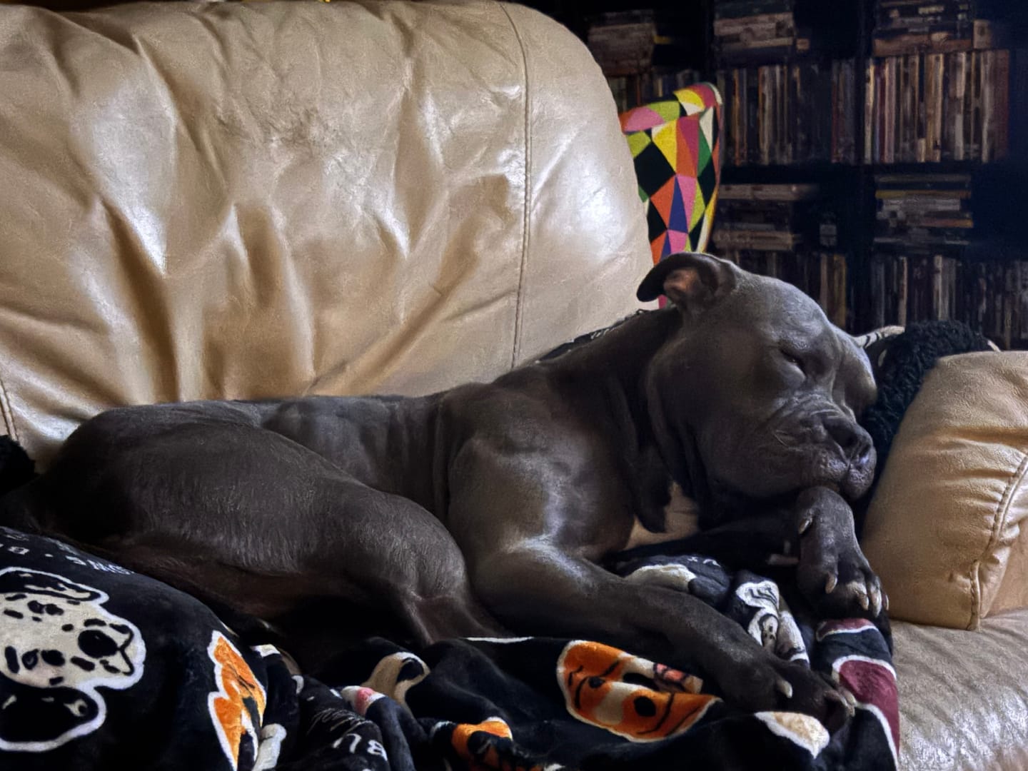 Customer photo review of Black Edition | Luxury Dog & Human Blanket