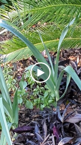 Customer video review of Summer Drummer Allium Bulbs