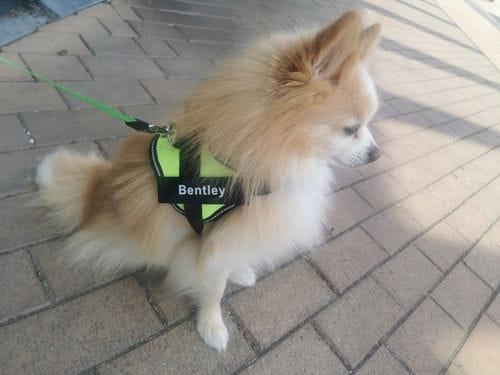 Customer photo review of Furryking™ Ultimate Personalized No Pull Dog Harness