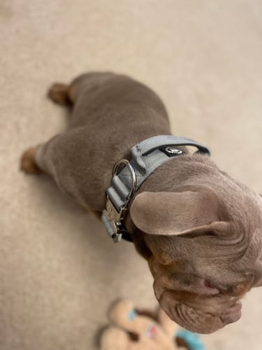 undefined review of 4cm Combat® Collar | Handle & Rated Clip - PLATINUM - Metal Grey image 1 out of 3