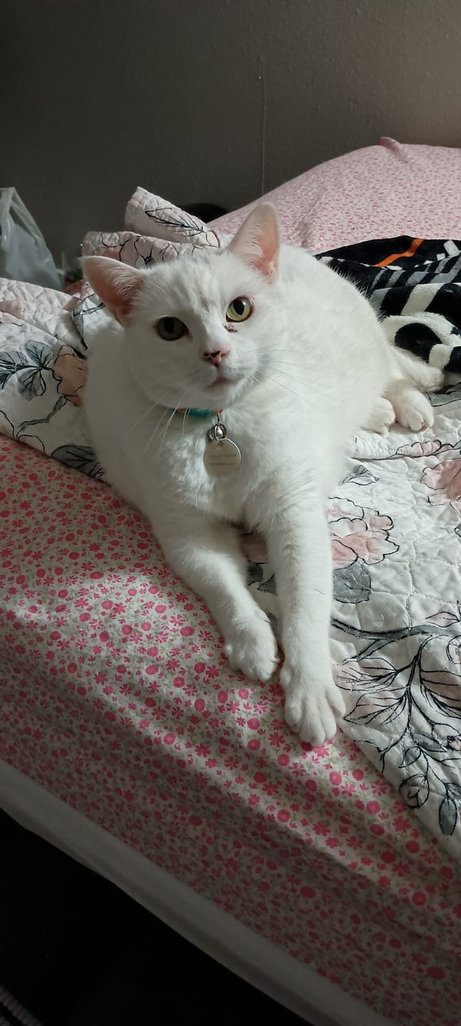 Customer photo review of Daily Support CBD Oil for Pets Under 20lbs