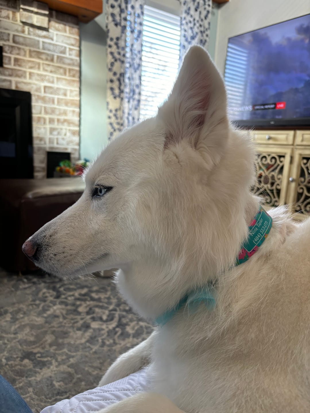 Customer photo review of Wildflowers Dog Collar