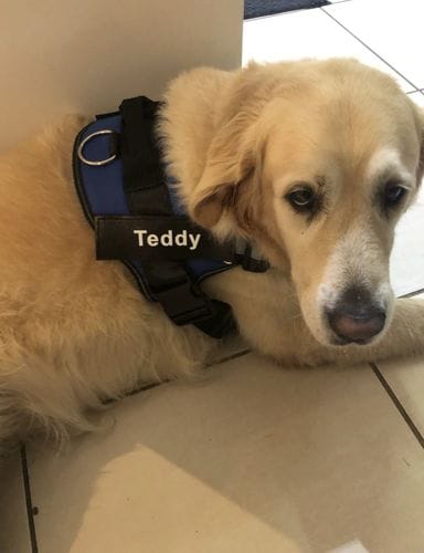 Customer photo review of Furryking™ Ultimate Personalized No Pull Dog Harness