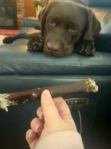 Customer photo review of 12-INCH BEEF COLLAGEN STICKS