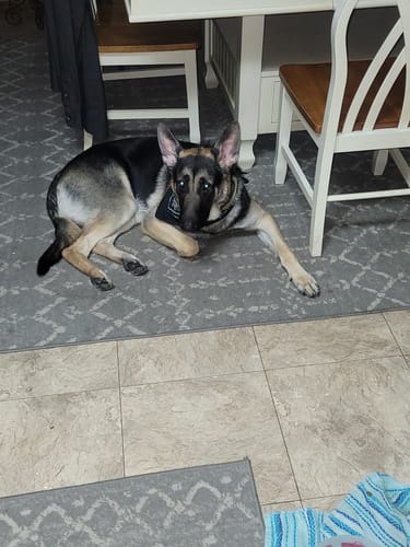 Customer photo review of Metal-Buckle Tactical K9 Dog Collar With Hook & Loop Panel & Top Handle