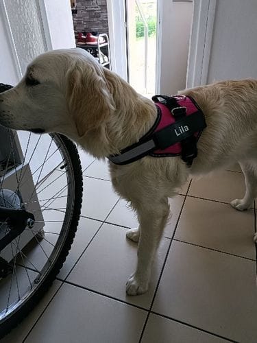Customer photo review of Furryking™ Ultimate Personalized No Pull Dog Harness