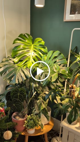 Customer video review of Claria Grow Light Pendant