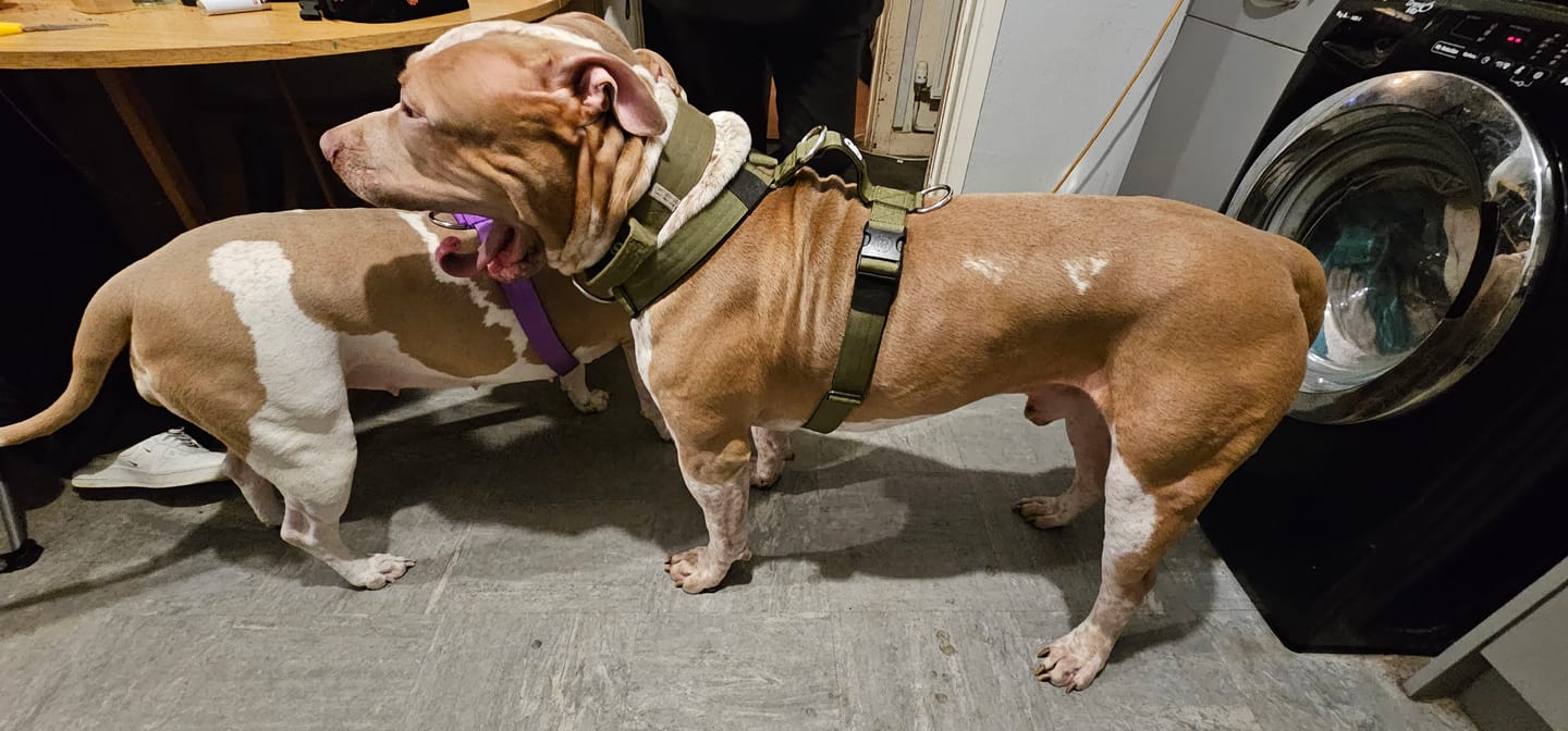 Customer photo review of Training Anti Pull TRI-Harness® | M-XL Breeds - Khaki