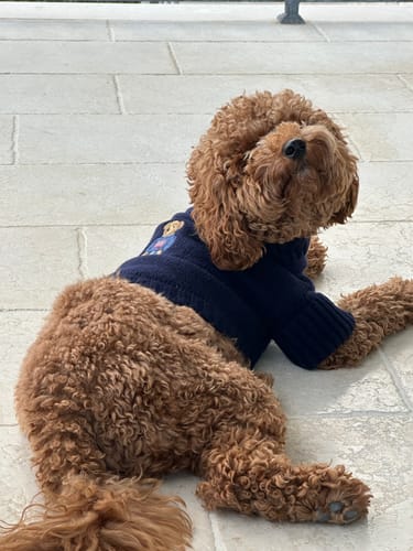 Customer photo review of Polo Ralph Lauren Bear Wool-Blend Dog Jumper