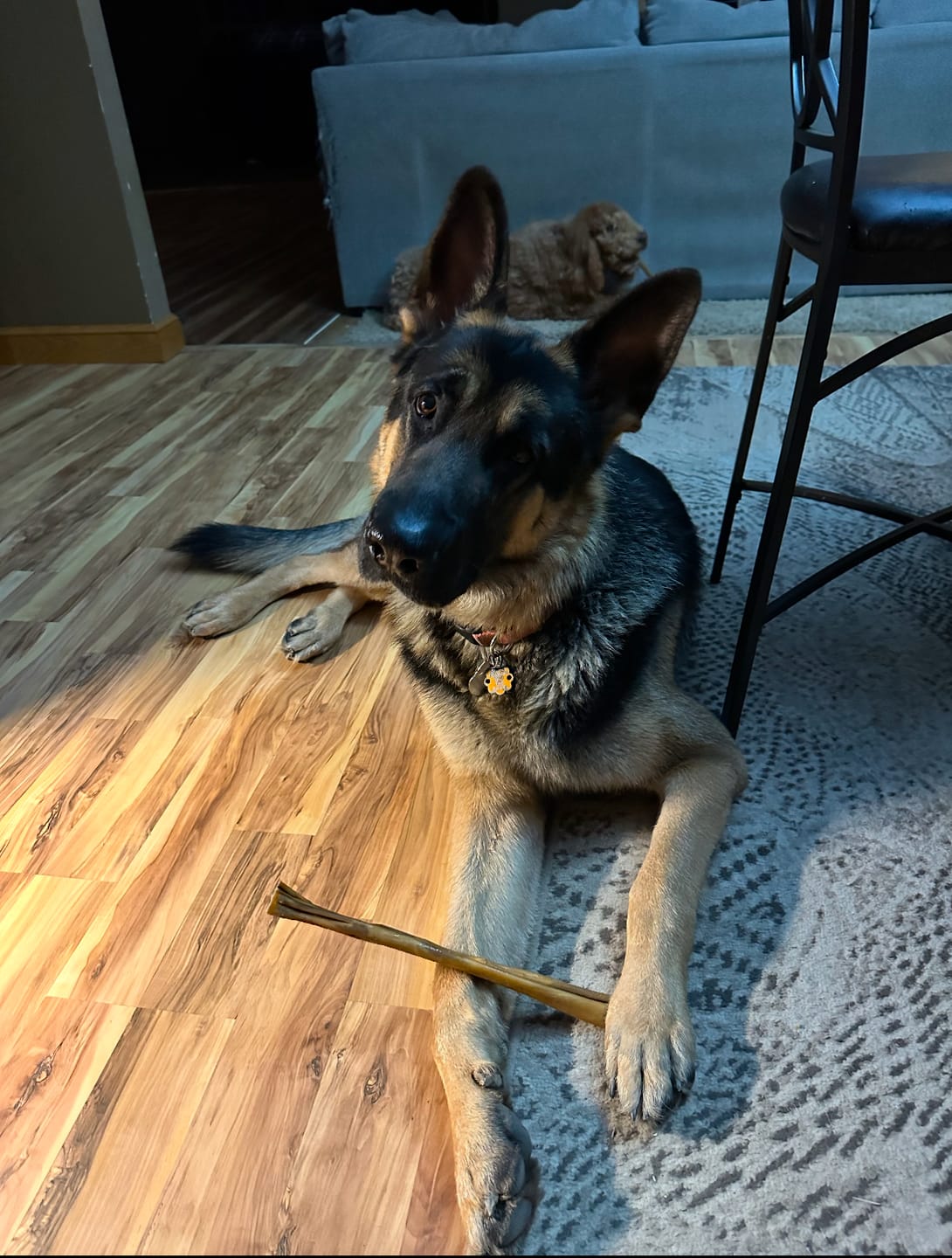 Customer photo review of Beef Cheek Sticks - 10-12 Inch