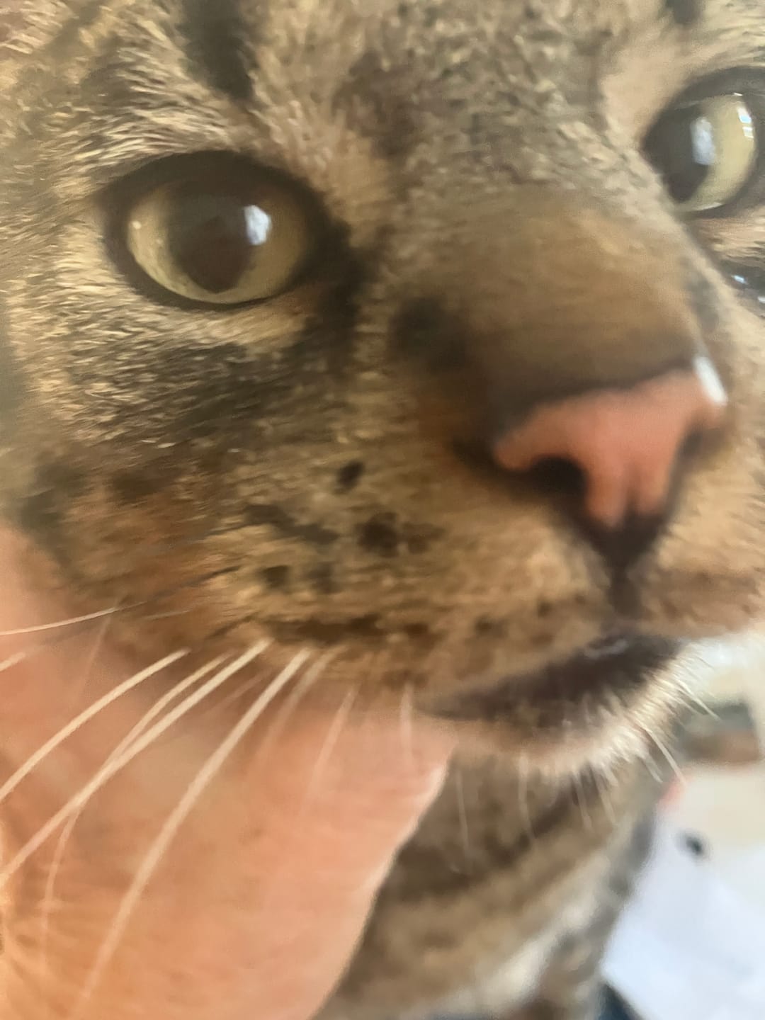 Customer photo review of Cat Sarcoptic & Demodectic Mange (Scabies) & Ear Mite Remedy