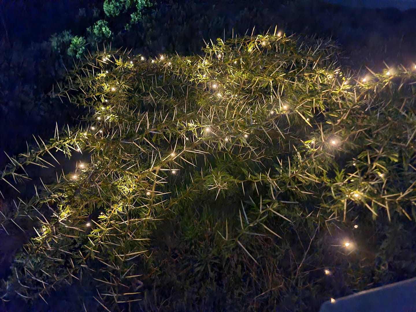 Customer photo review of Black String Solar Fairy Lights