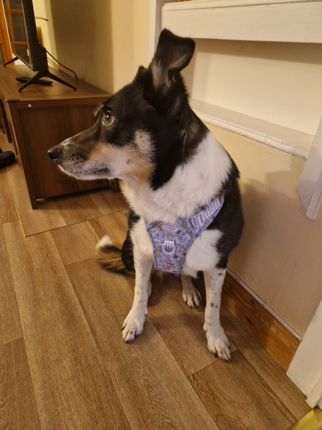 Customer photo review of Disney© Tough Trails™ Harness - Bambi + Friends Lilac
