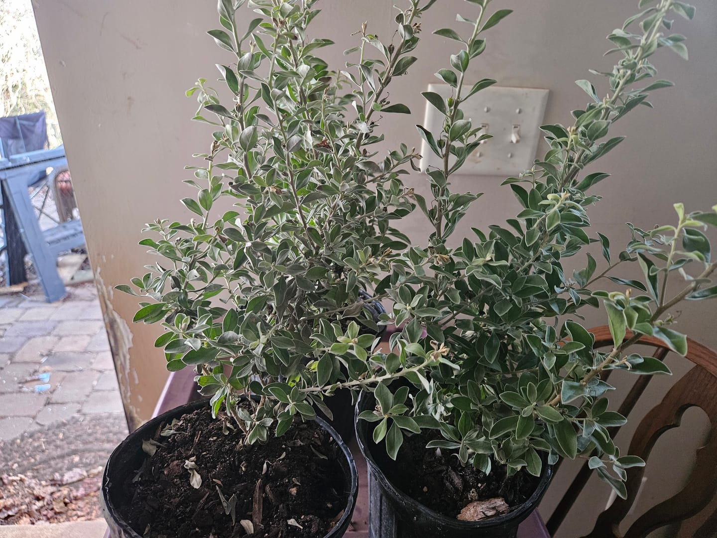 Customer photo review of Texas Sage, Silverleaf Purple Sage