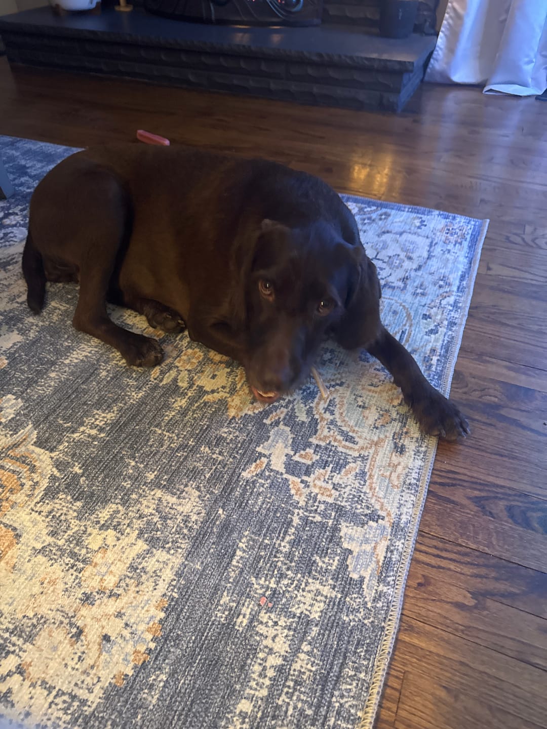 Customer photo review of Bully Bargain Bag