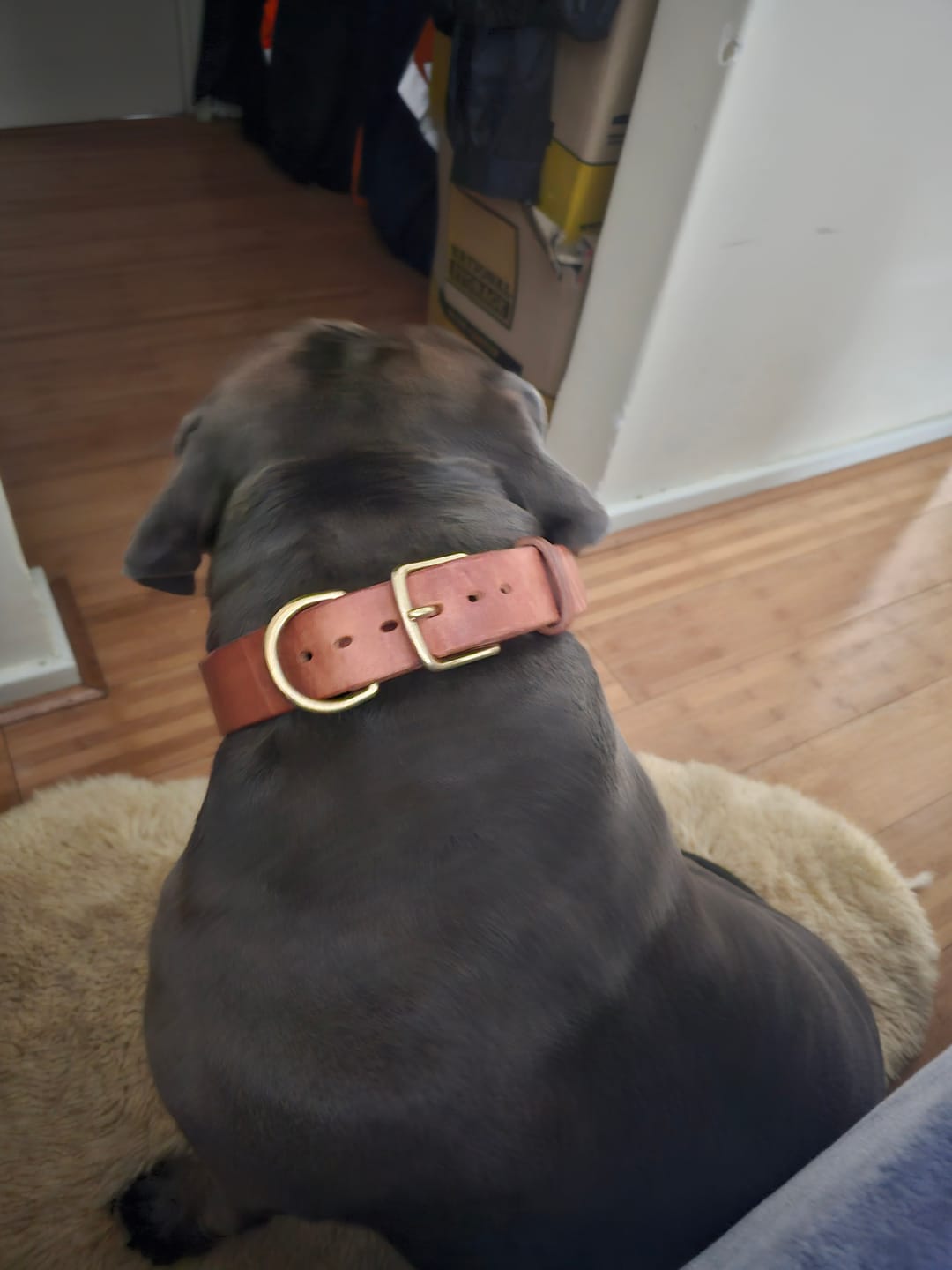 Customer photo review of BIG Dog Collar