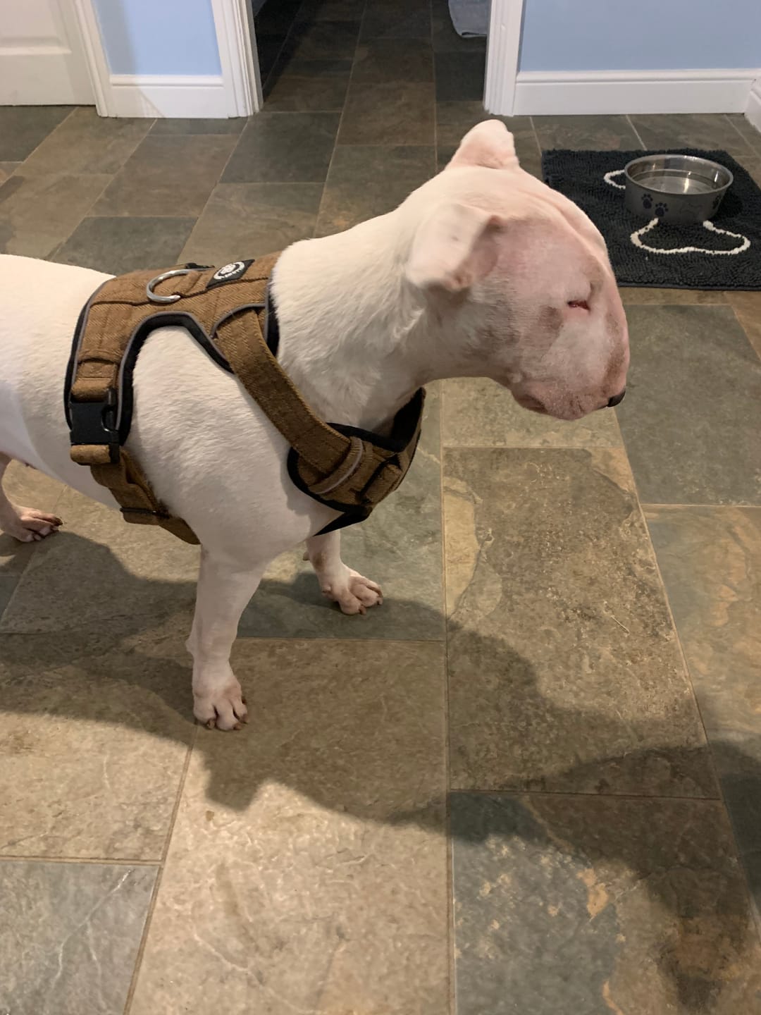 Customer photo review of Premium Comfort Herringbone Harness | Non Restrictive - Classic Tan