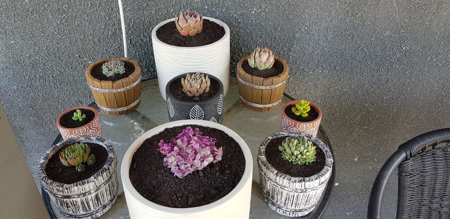 Customer photo review of Sempervivum calcareum 'Grigg's Surprise'