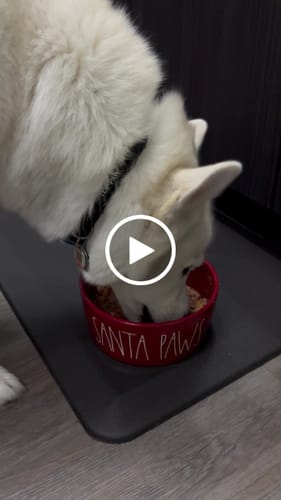 Customer video review of Steelhead Trout Diet - Frozen Raw Dog & Cat Food - Carnivora