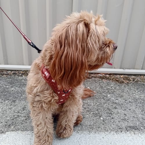 Customer photo review of Harness