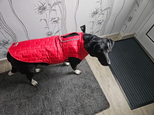 Customer photo review of Emmalove - Wasserdichte Hundeweste
