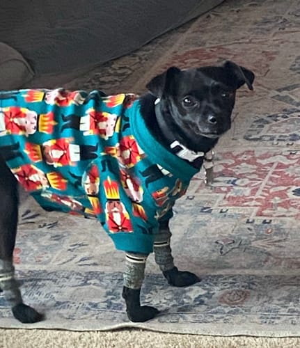 Customer photo review of WagWarmers