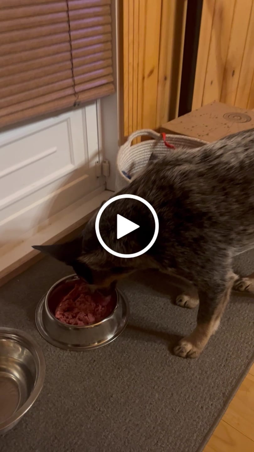 Customer video review of Bold By Nature Mega - Viande crue pour chien en variété de saveur