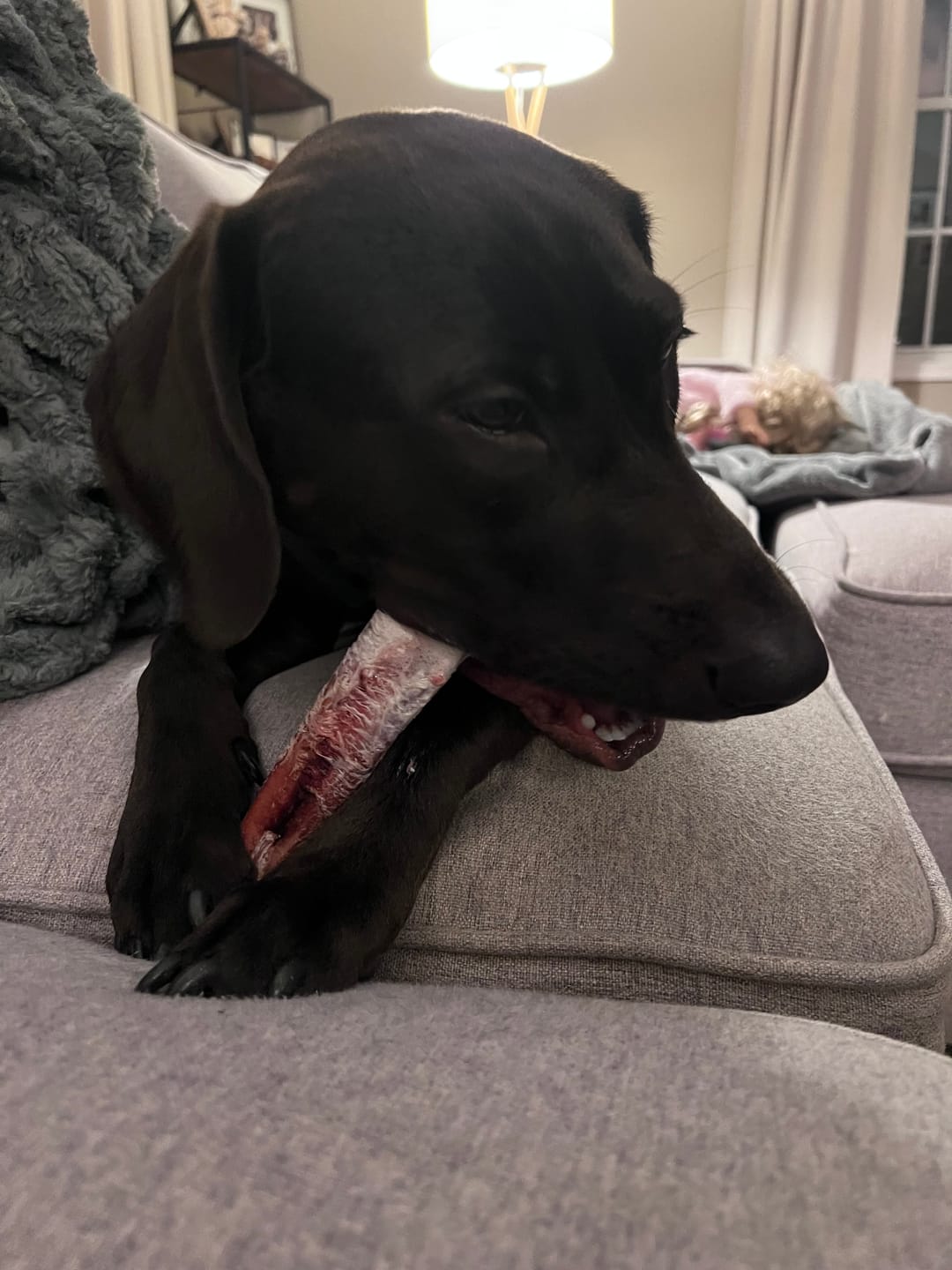 Customer photo review of Extra Thick Bully Sticks - 12 Inch