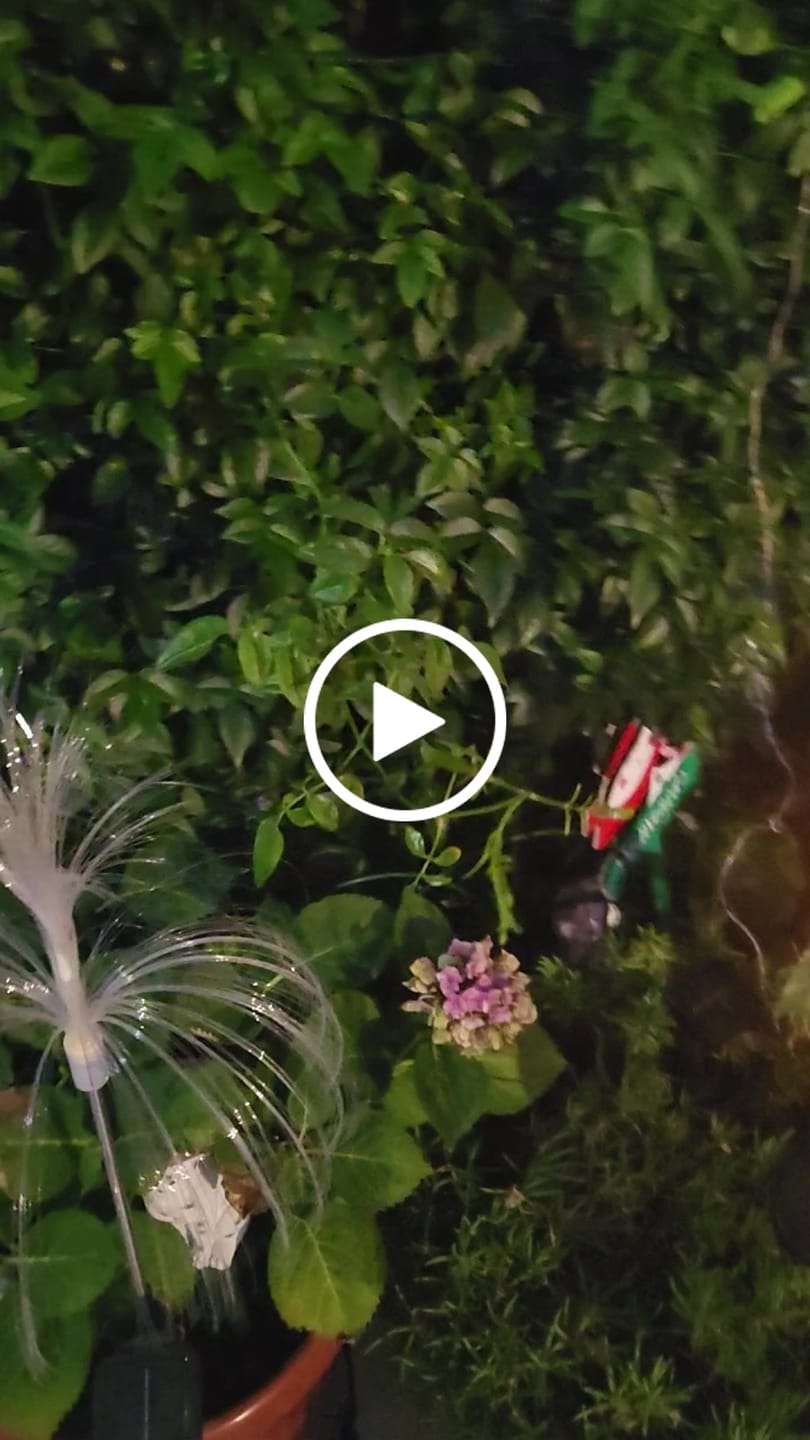Customer video review of Estacas Girasoles Solares - Luz Cálida 2 Un. Altura 67 cm IP44