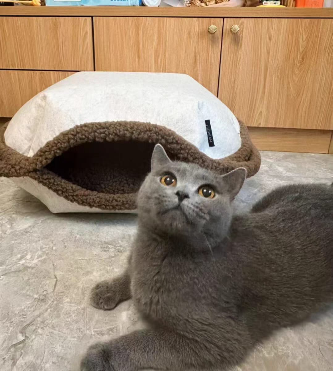 Customer photo review of Semi-Enclosed Dual-Mode Shell Cat Bed
