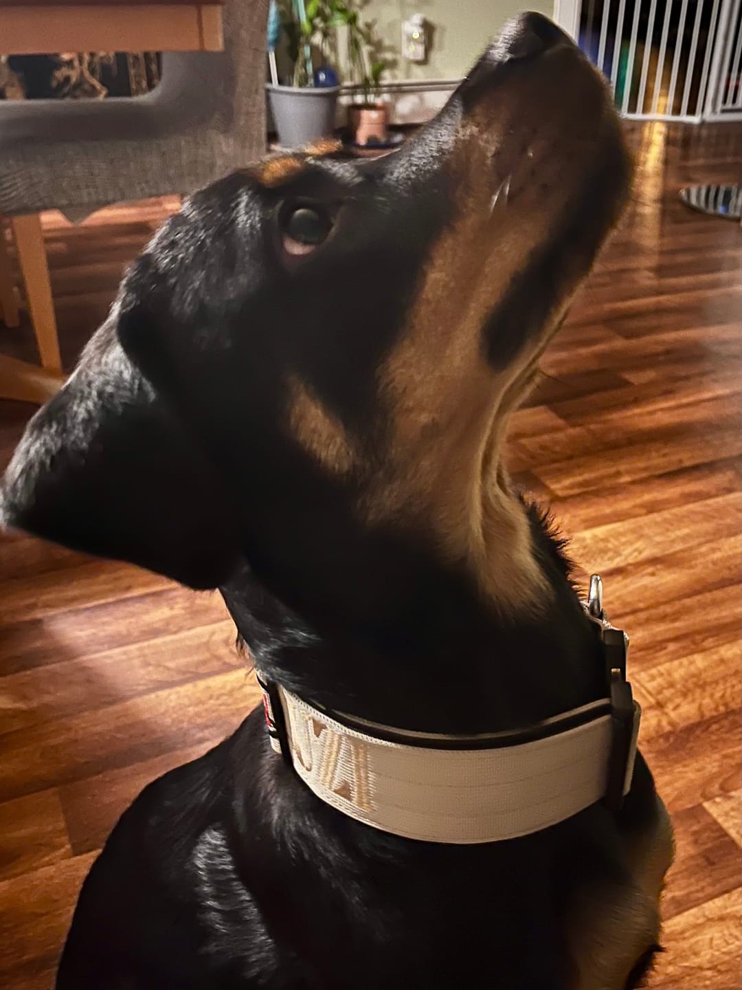 Customer photo review of 2" Tactik Dog Collar - Buttercream