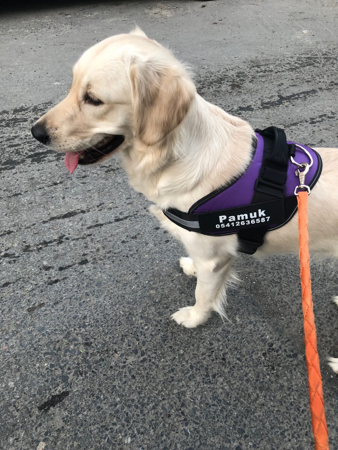 Customer photo review of MellowPurr Özelleştirilebilir No Pull Köpek Tasması