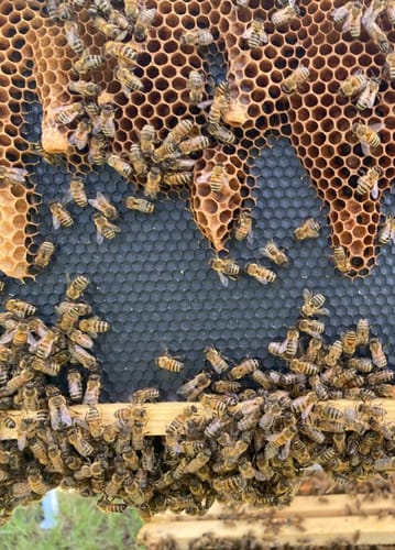 Customer photo review of MayBee Hives Unassembled 8 Frame Deep Brood Box Dipped in 100% Beeswax Includes Wooden Frames,Beeswax-Plastic Foundations