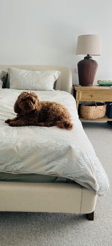 Customer photo review of Arizona Bed