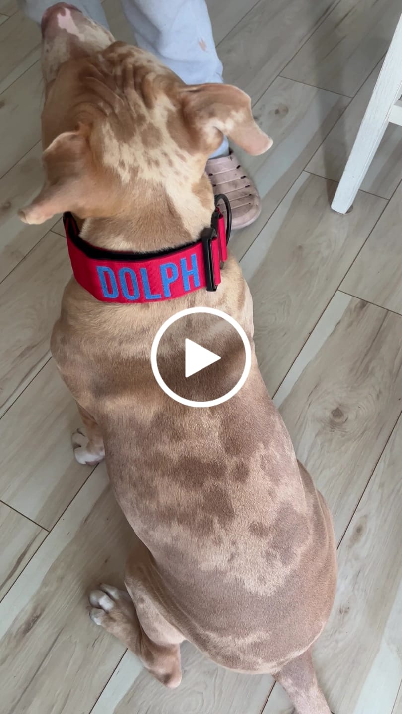 Customer video review of Matching Red 6' Bully Proof Leash