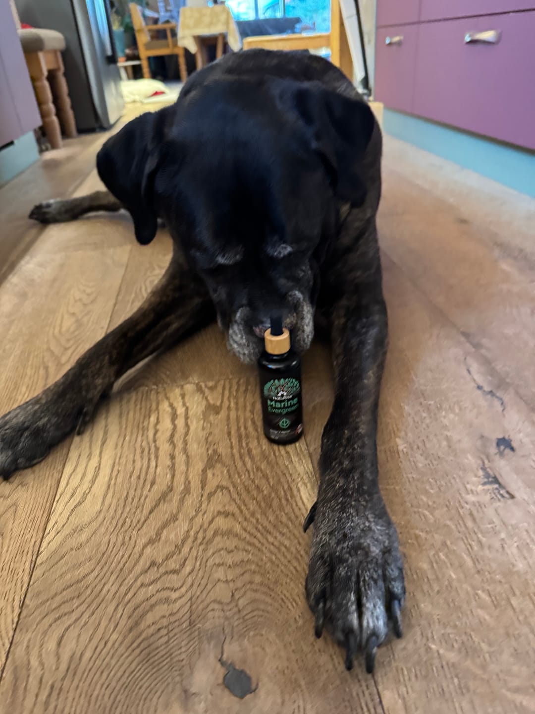 Customer photo review of Omega 3 Algenöl Haustiere