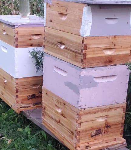 Customer photo review of (No Frame No Foundation)MayBee Hives Beekeeping Accessories Kit Hive Beeswax Coated 10 Frame Langstroth Beehive Include 1 Bee Deep Body And 1 Bee Super Hive Body (Metal Queen Excluder,Solid Bottom Board)