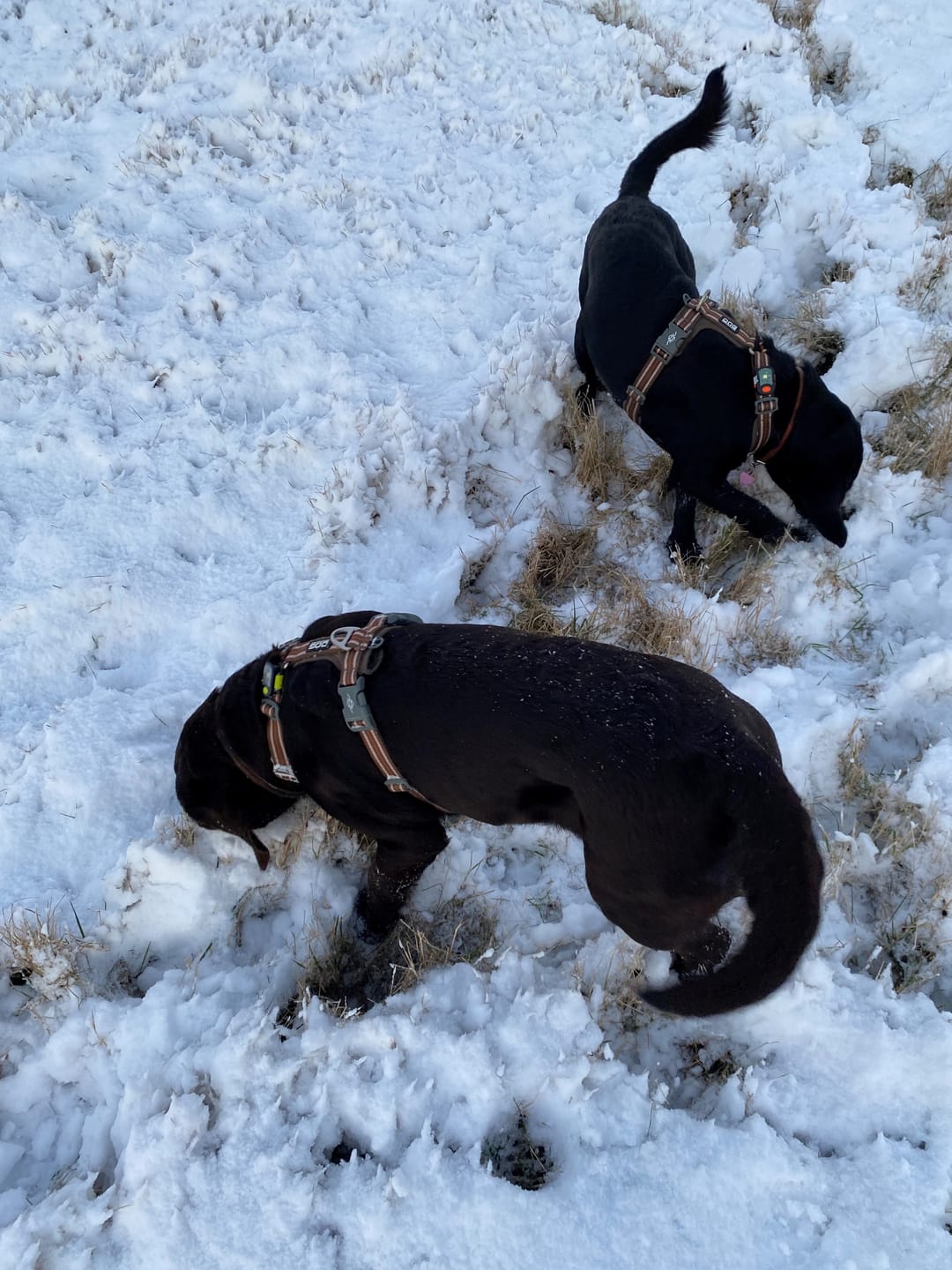 Customer photo review of Dog Copenhagen Walk Air™ hundesele Mocca
