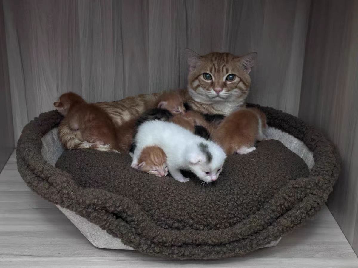 Customer photo review of Semi-Enclosed Dual-Mode Shell Cat Bed