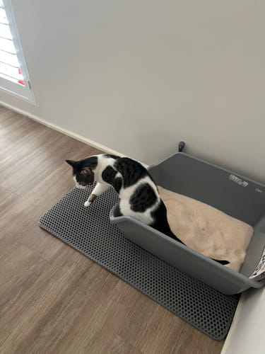 Customer photo review of 1 month supply - 4 Cats