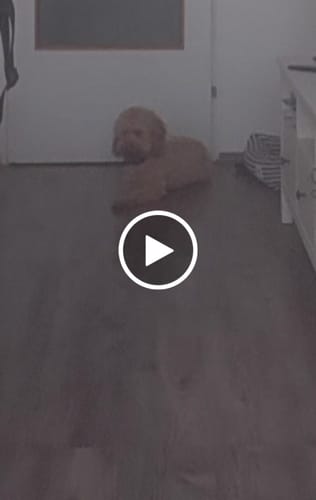 Customer video review of Emmalove - Tierfreundliches Anti-Bell Halsband