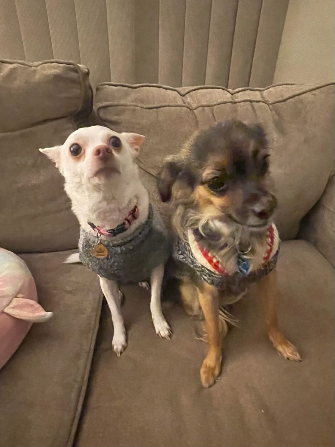 Customer photo review of Chicken Mini Training Treats
