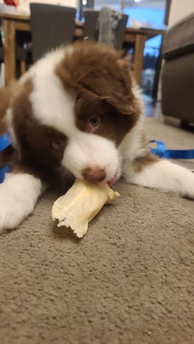 Miss Z. review of Lamb Ears - perfect chews for small dogs image 1 out of 1