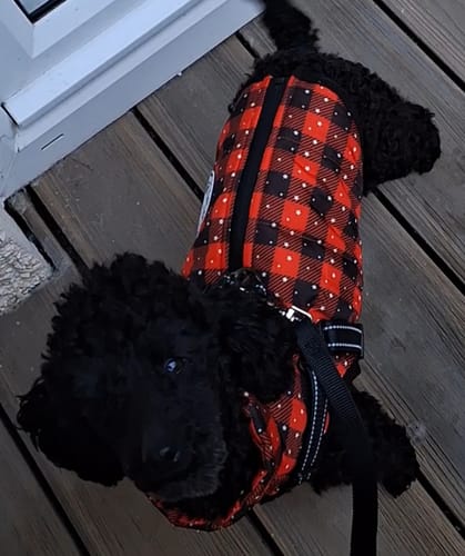 Customer photo review of Check & Star Quilted Waterproof Dog Coat with Built in Harness