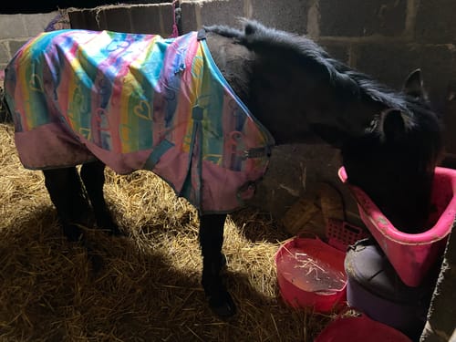 Customer photo review of Rainbow Hearts No Fill Turnout Rug