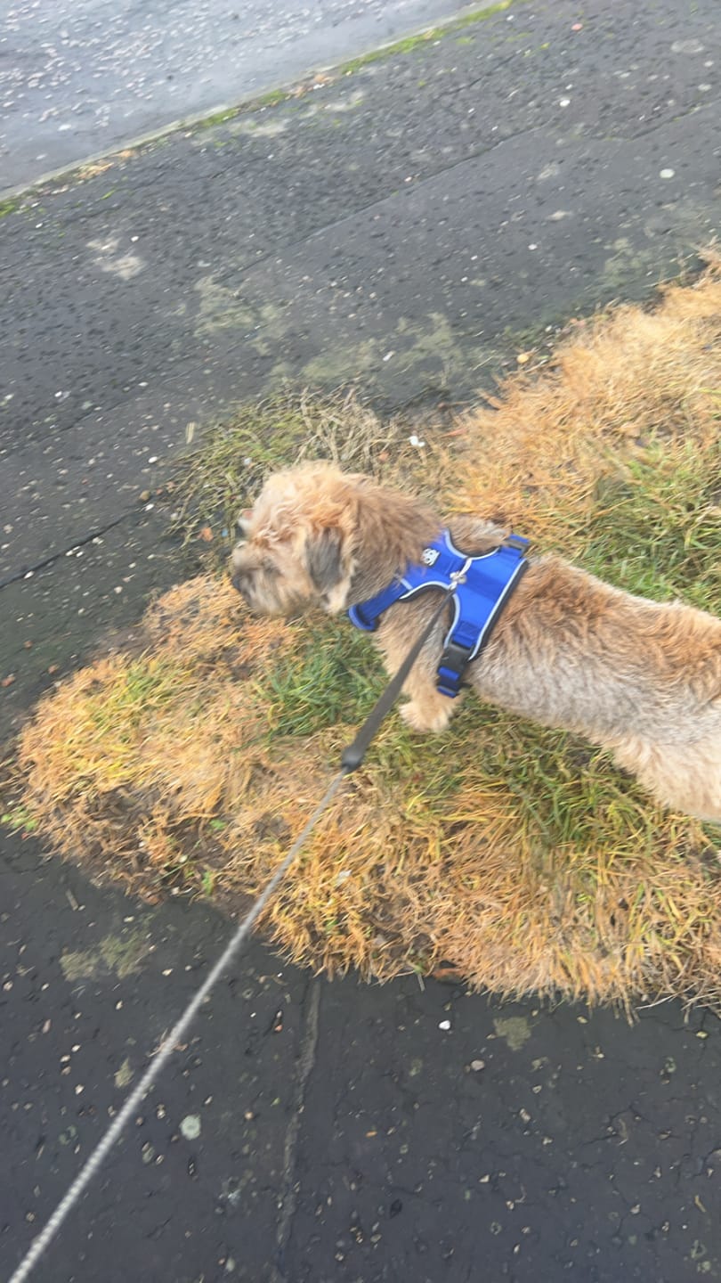 Customer photo review of Comfort Premium Harness | Non Restrictive - Blue