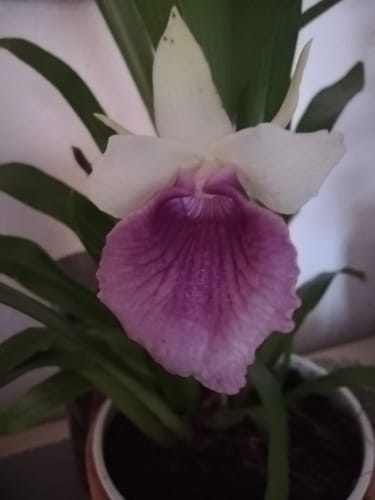 Customer photo review of Cochleanthes im Ampeltopf in versch. Farben