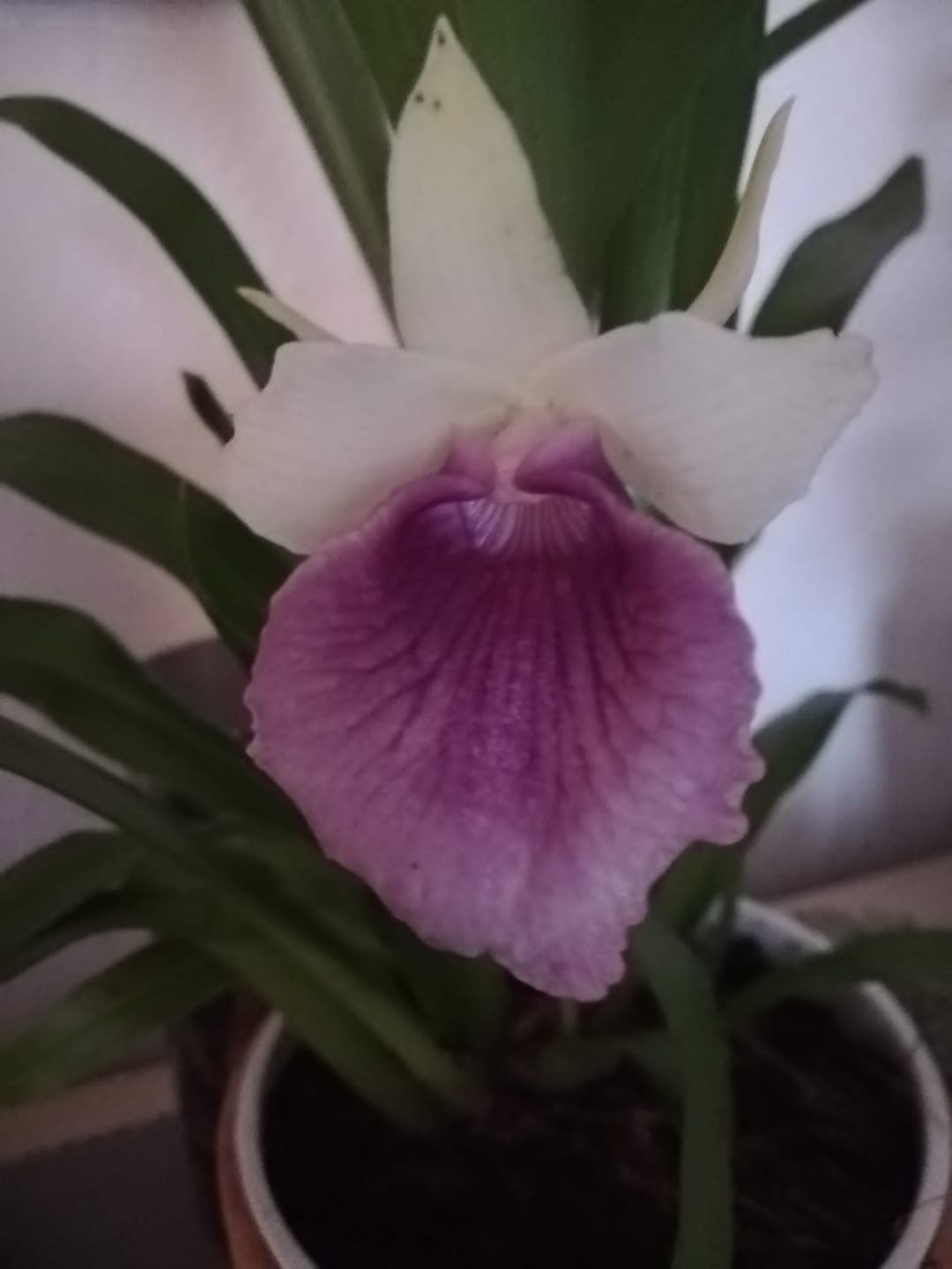Customer photo review of Cochleanthes im Ampeltopf in versch. Farben