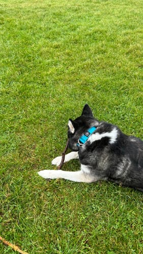 undefined review of 4cm Combat® Collar | Rated Clip - NO HANDLE - Light Blue image 1 out of 1
