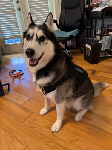 Customer photo review of Heavy-Duty Double-Handle Tactical Bungee K9 Dog Leash